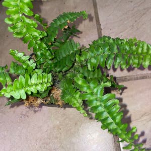 Erect Sword Fern plant photo by Mossycabbages named Fernando on Greg, the plant care app.