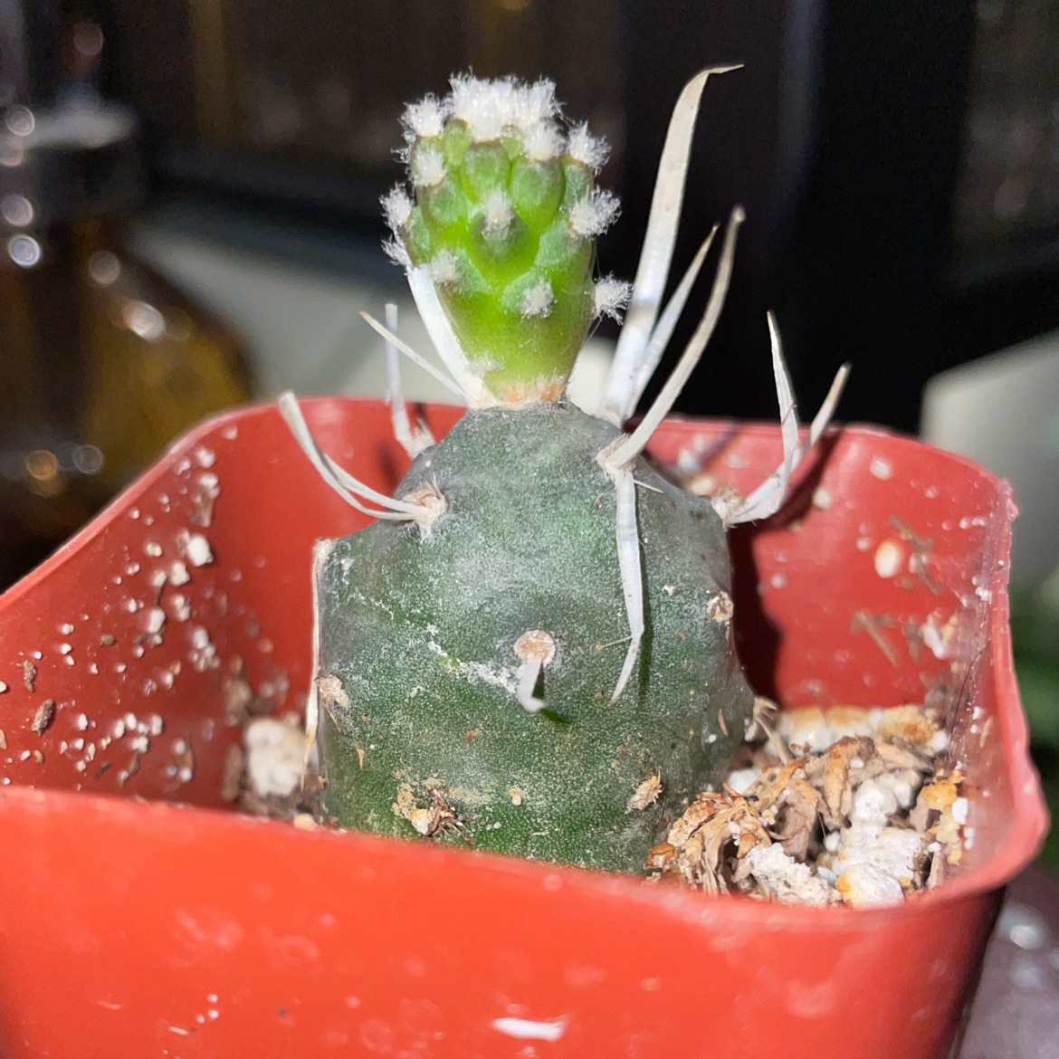 Paper Spine Cactus in a red pot with visible soil, appears healthy.
