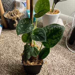 Satin Pothos plant photo by Mossycabbages named Forrest on Greg, the plant care app.