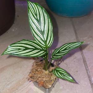 Pinstripe Calathea plant photo by @mossycabbages named Fiddy on Greg, the plant care app.