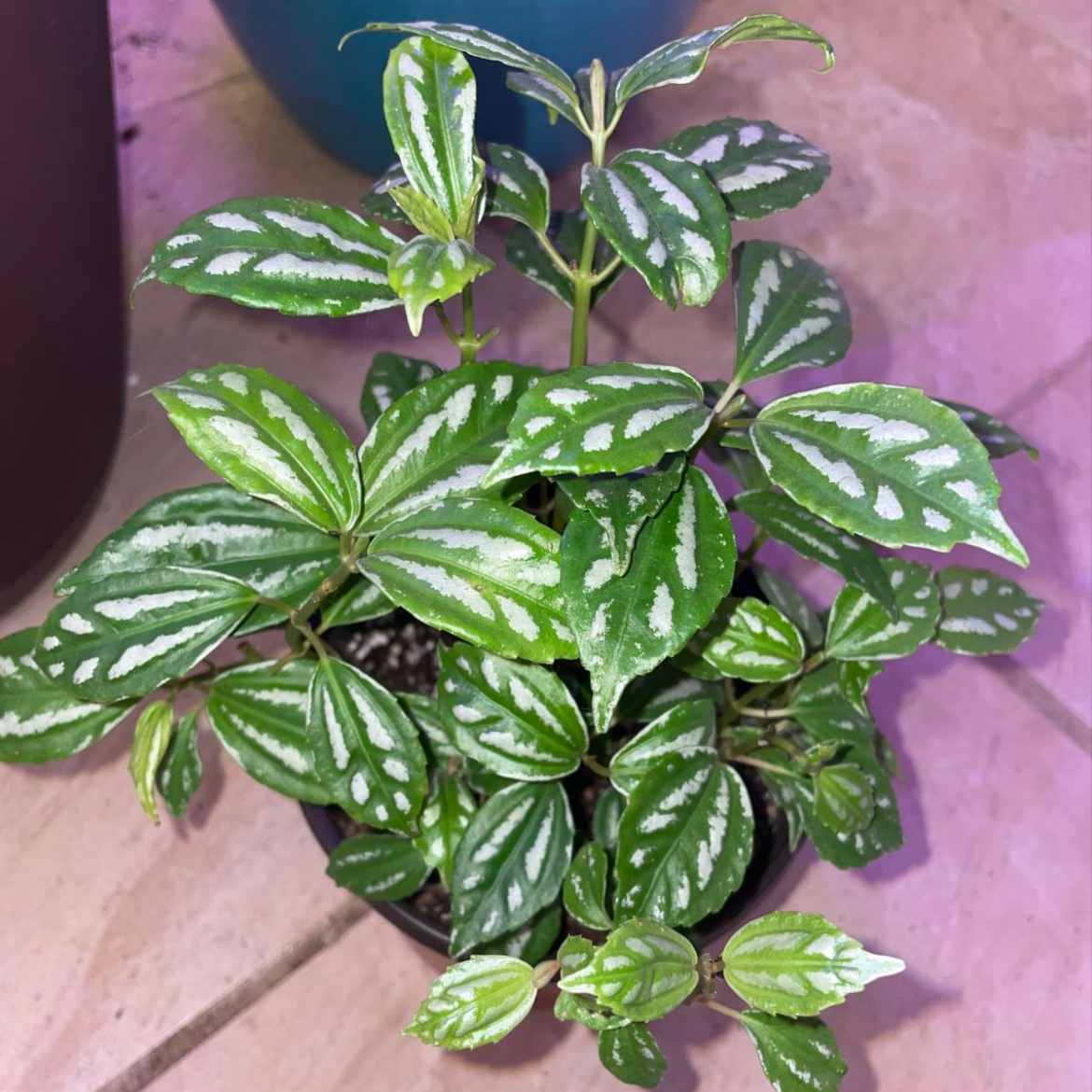 Aluminum Plant plant photo by @mossycabbages named Xena on Greg, the plant care app.