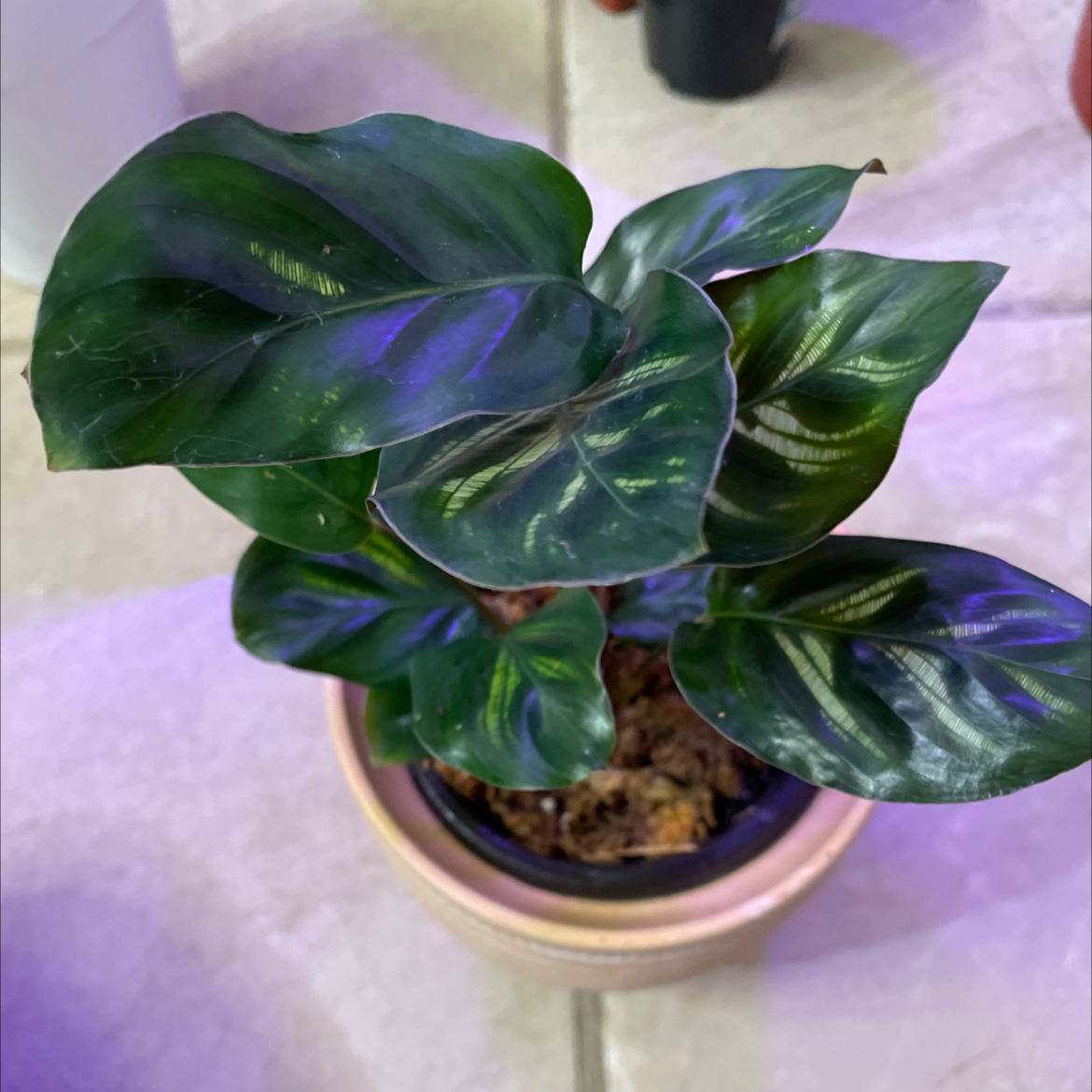 Cathedral Windows plant photo by @mossycabbages named Lola on Greg, the plant care app.