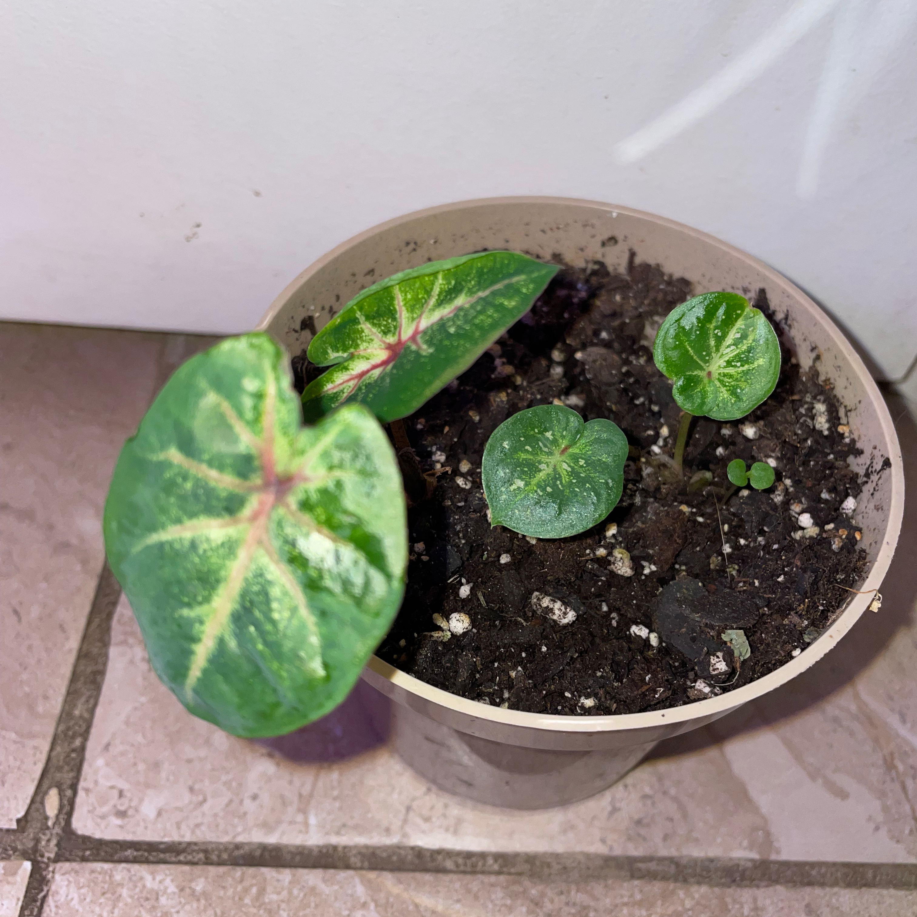 Heart of Jesus plant photo by @mossycabbages named Lola on Greg, the plant care app.