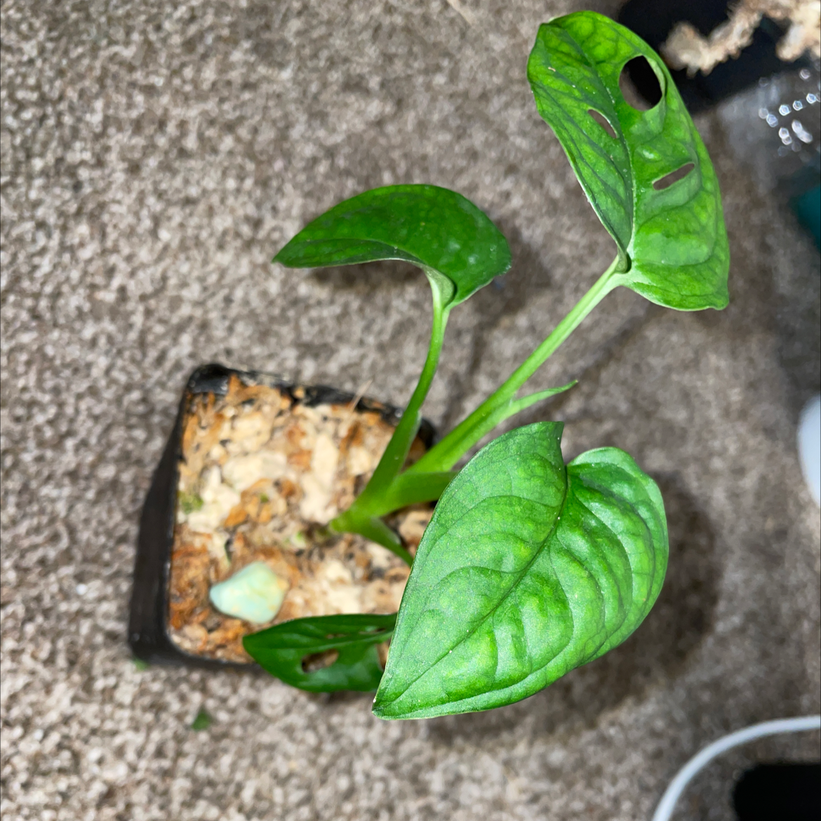 Swiss Cheese Vine plant photo by @mossycabbages named Miley on Greg, the plant care app.