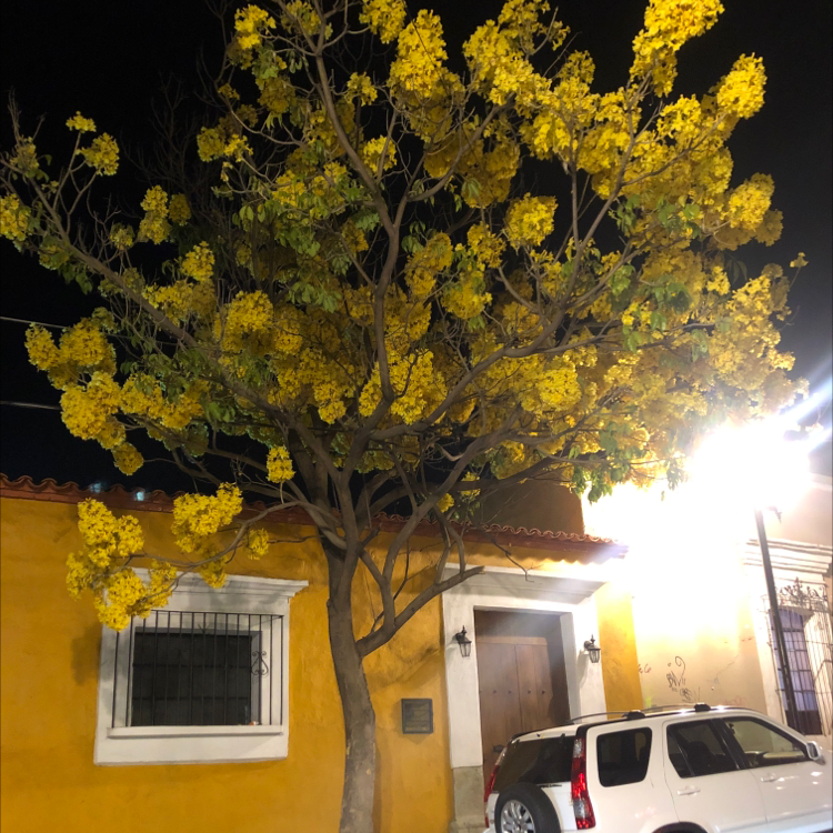 Photo of the plant species Tabebuia aurea ex by @OrganicPrasium named Your plant on Greg, the plant care app