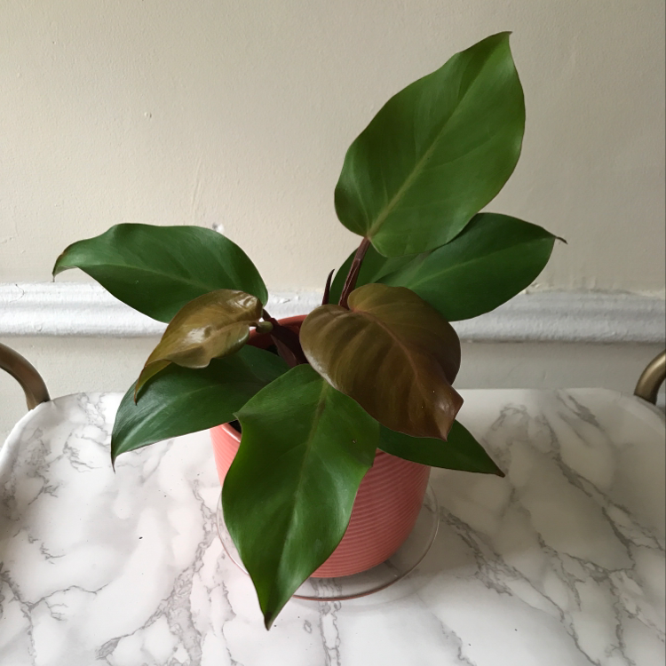 Plant care for Apple Tree on Greg, the plant care app