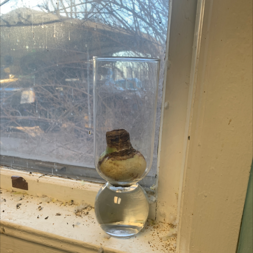 Hippeastrum 'Red Lion' bulb in a glass container with water on a windowsill.