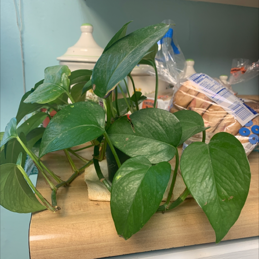 Taro Vine plant photo by @CoolSilkvine named Pothos on Greg, the plant care app.