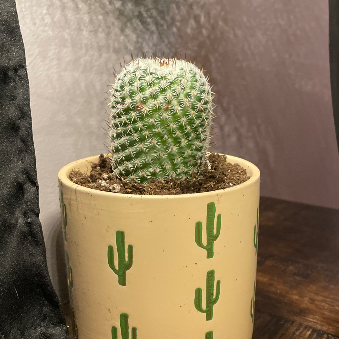 Twin Spined Cactus plant photo by @KnowableRoussea named Spiny on Greg, the plant care app.