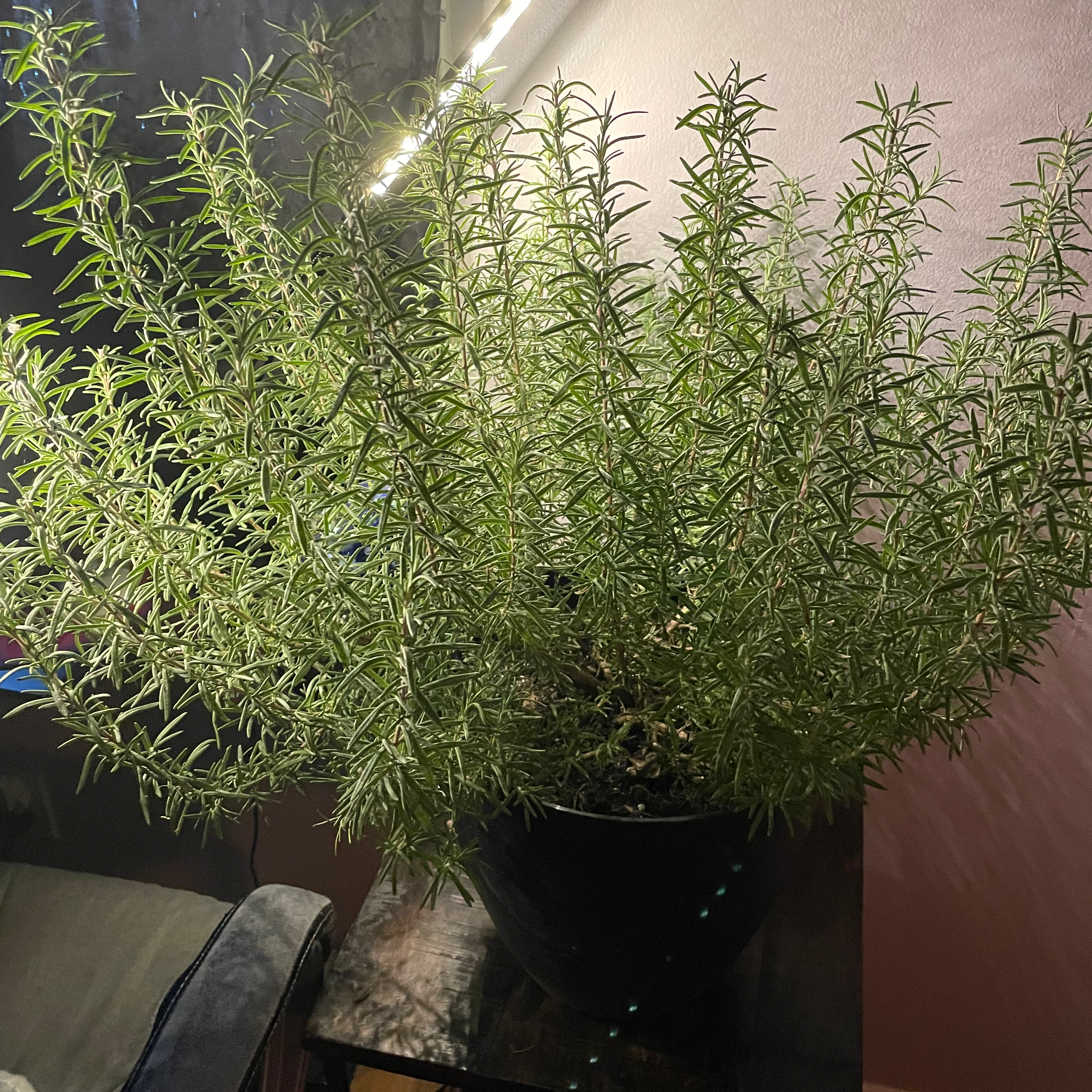 Rosemary plant photo by @KnowableRoussea named Rosie on Greg, the plant care app.