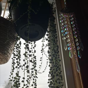 String of Pearls plant photo by @DurableCaladium named Pearl on Greg, the plant care app.