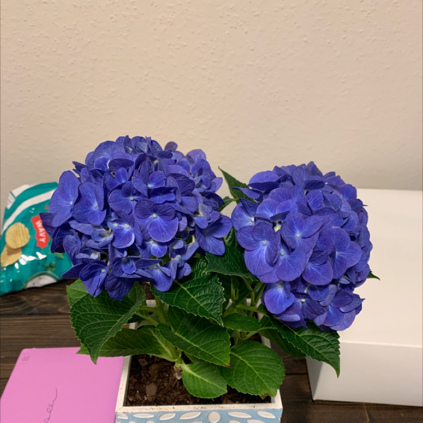 French Hydrangea with vibrant blue flowers in a pot, healthy and well-framed.