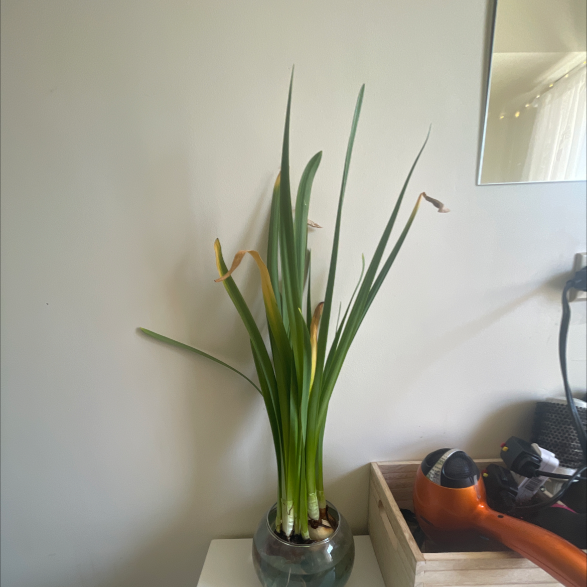 Paper White Narcissus plant in a glass container with some yellowing leaves, placed indoors.