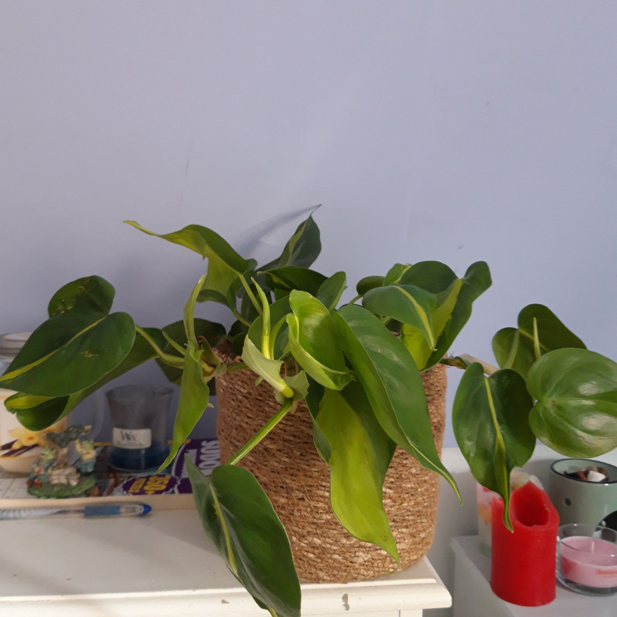 Philodendron 'Rio' plant in a woven pot on a white surface.