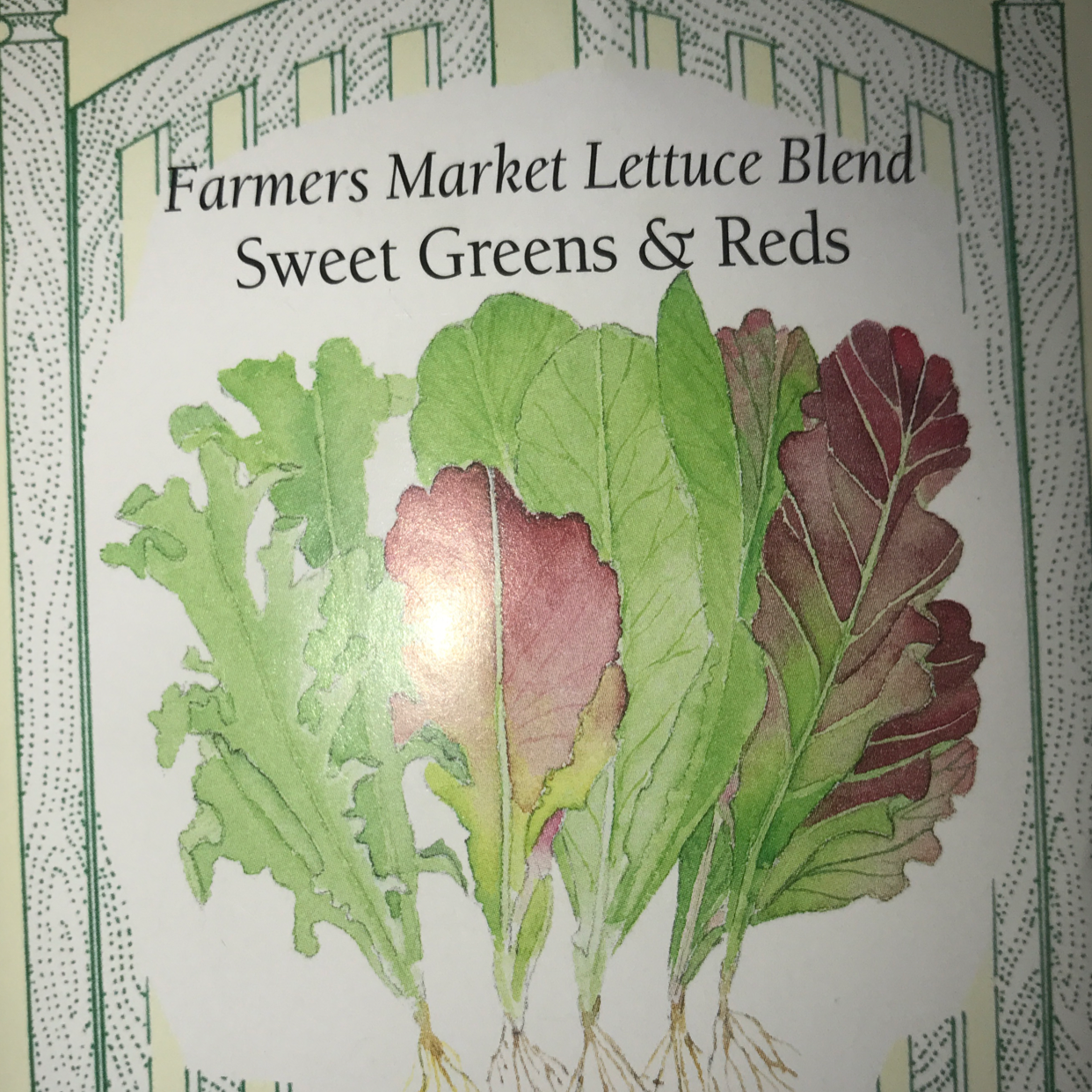 Garden Lettuce plant photo by @shawniegerb named greg on Greg, the plant care app.