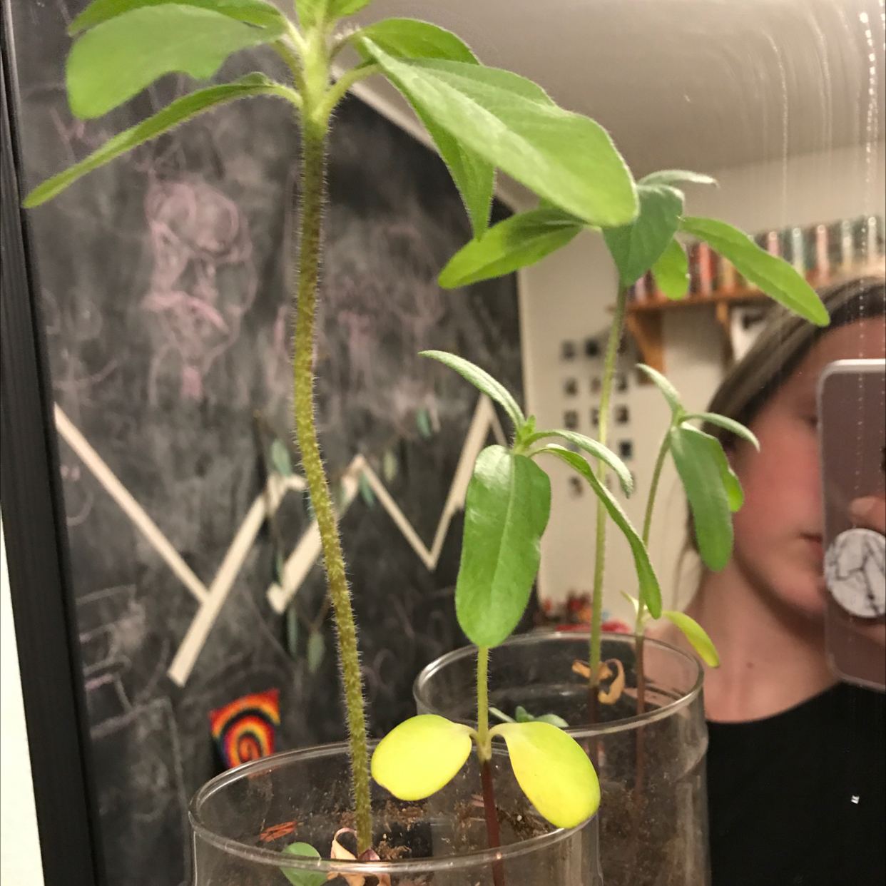 A young, healthy sunflower seedling growing in a clear plastic container, with a hand gently supporting one of the leaves.