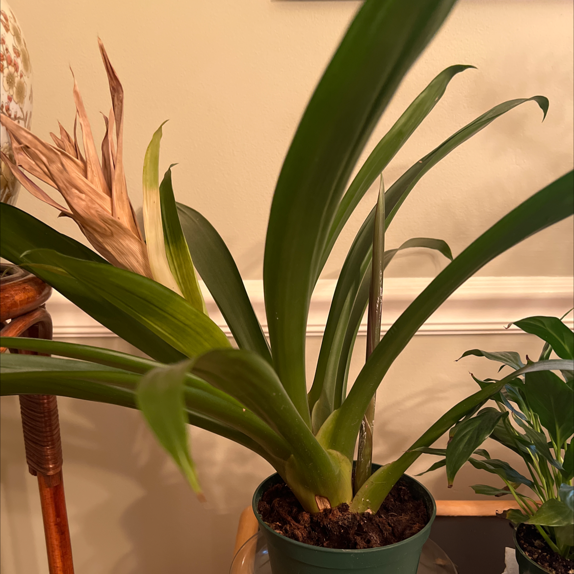 Bromeliad plant in a pot with some browning on one leaf, visible soil, and another plant nearby.