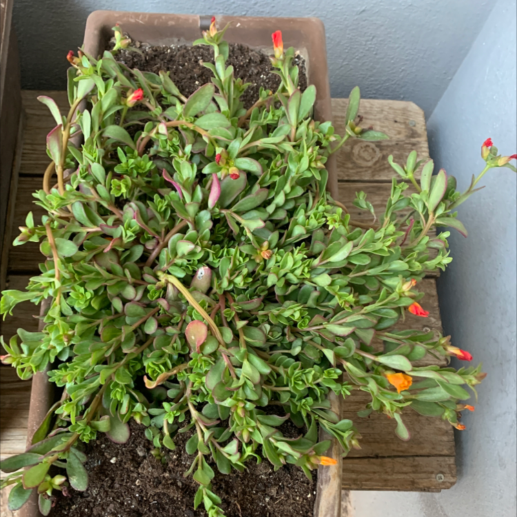Wingpod Purslane plant in a rectangular pot with visible flowers and healthy green leaves.