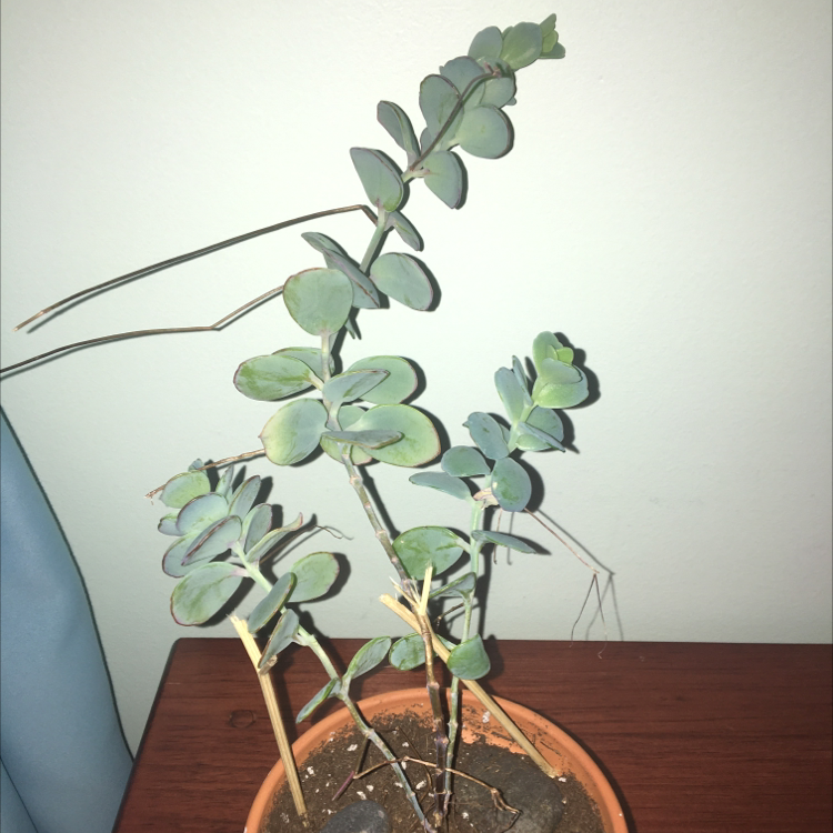 Marnier's Kalanchoe plant photo by @littleplanter named 🌿 on Greg, the plant care app.