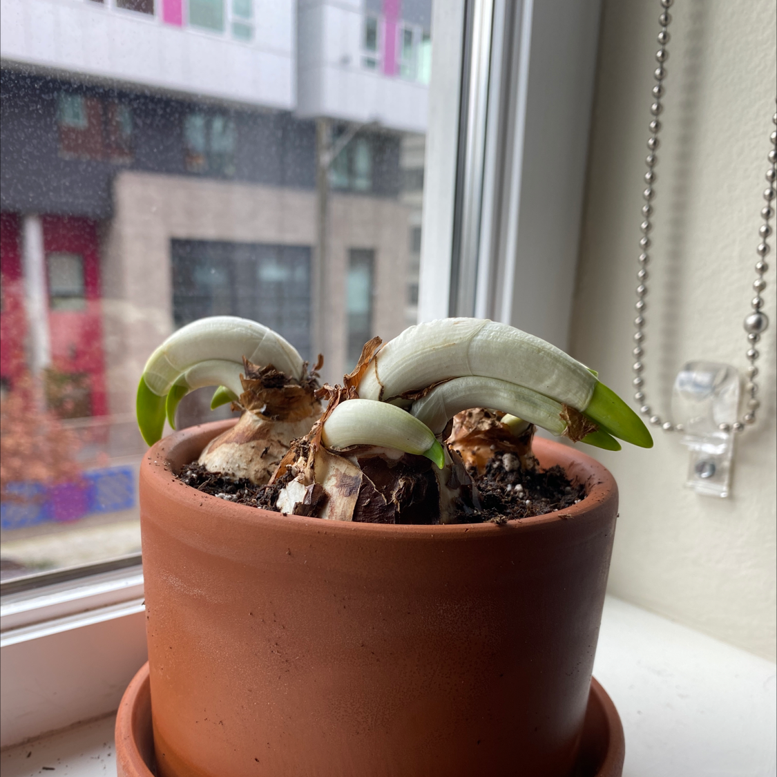 Potted Paper White Narcissus plant with green shoots on a windowsill.
