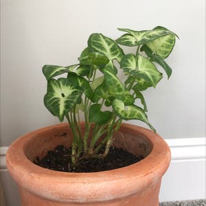 Mini Pixie plant photo by @CarefreeFlatpea named Terra on Greg, the plant care app.