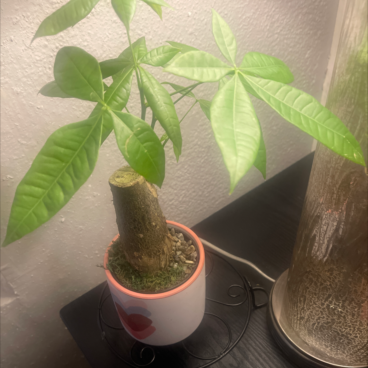 Money Tree plant photo by @HotshotMena named CASH on Greg, the plant care app.