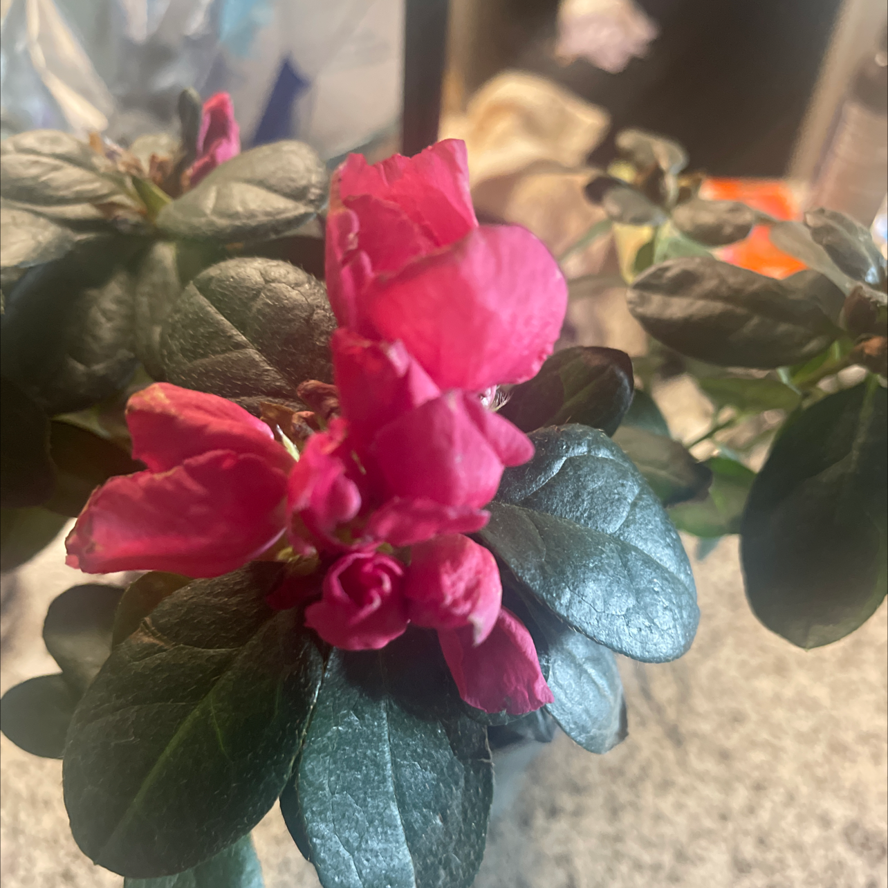 Satsuki plant photo by @HotshotMena named Tingaling on Greg, the plant care app.