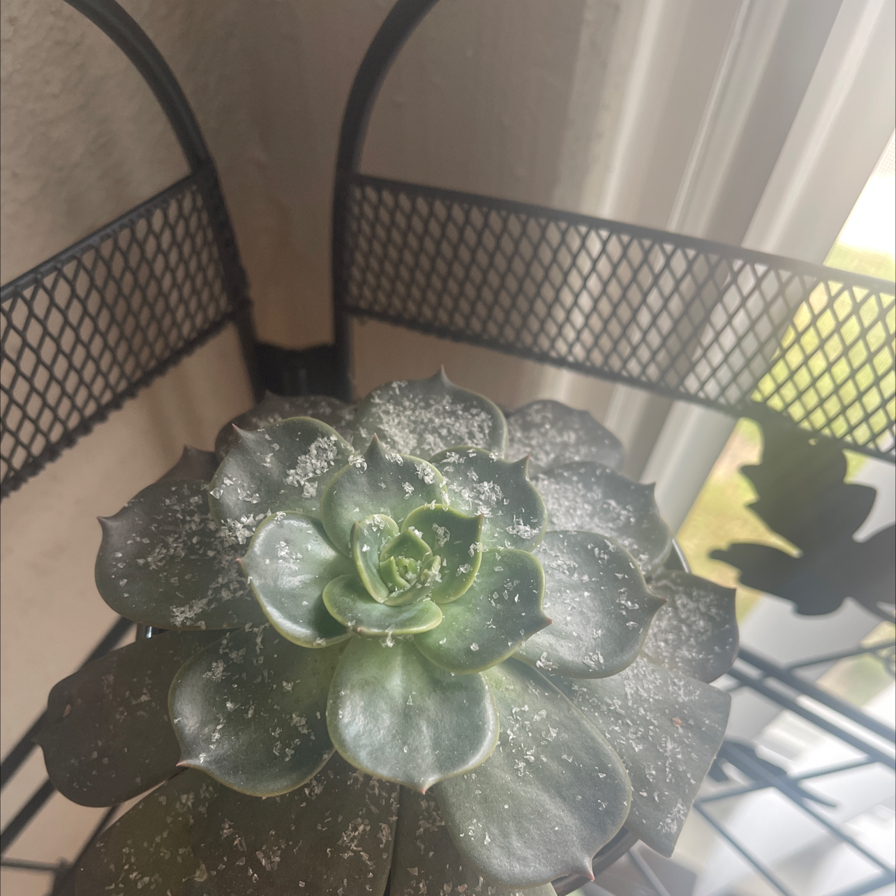 Lipstick Echeveria plant photo by @HotshotMena named Butters on Greg, the plant care app.