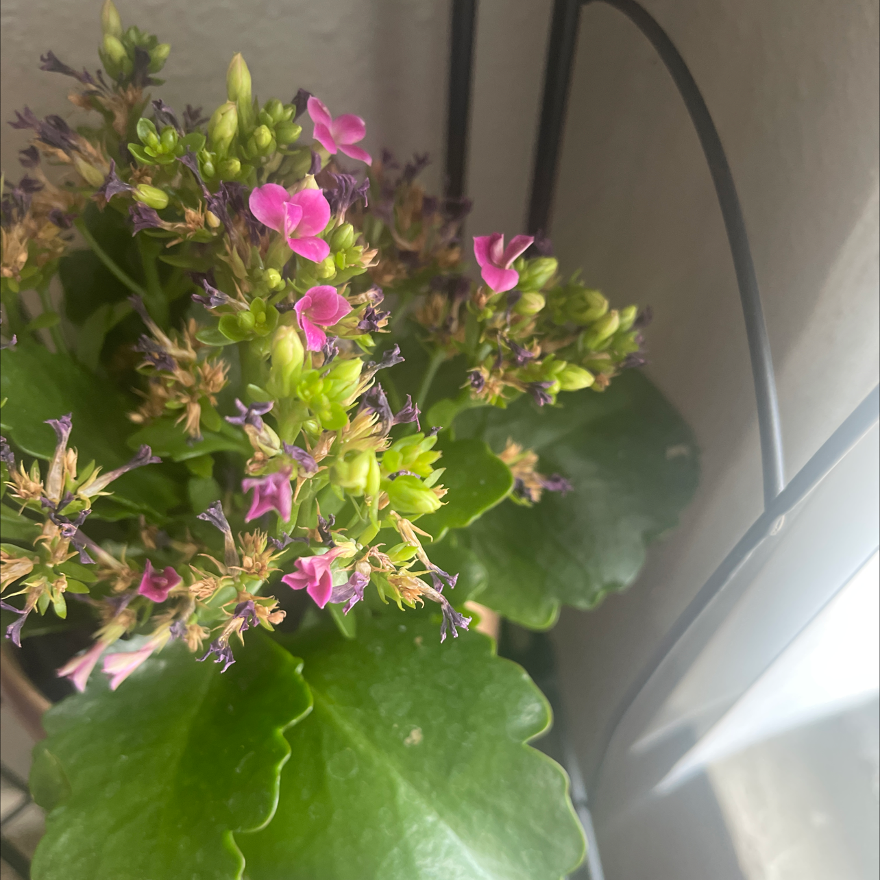 Florist Kalanchoe plant photo by @HotshotMena named Pinky on Greg, the plant care app.