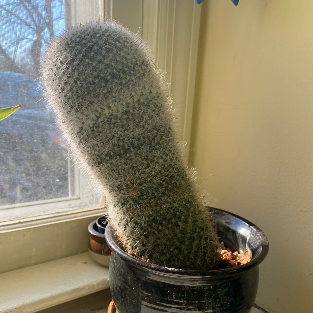 Mammillaria Haageana plant photo by @Vanished_meesh named Butternut on Greg, the plant care app.