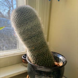 Mammillaria Haageana plant photo by Vanished_meesh named Butternut on Greg, the plant care app.