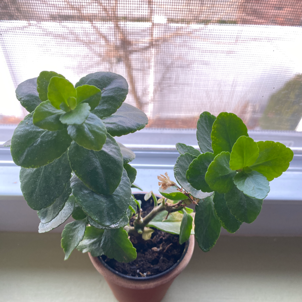Florist Kalanchoe plant photo by @Vanished_meesh named Swinkle stix on Greg, the plant care app.