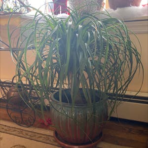Ponytail Palm plant photo by @Vanished_meesh named Cecil on Greg, the plant care app.