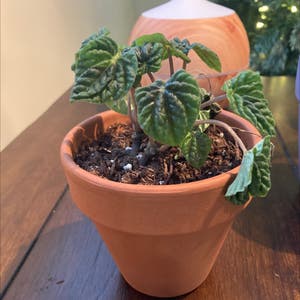 Emerald Ripple Peperomia plant photo by Hotpyrethrum named Your plant on Greg, the plant care app.