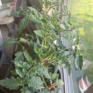 Tomato Plant plant in Rigby, Idaho
