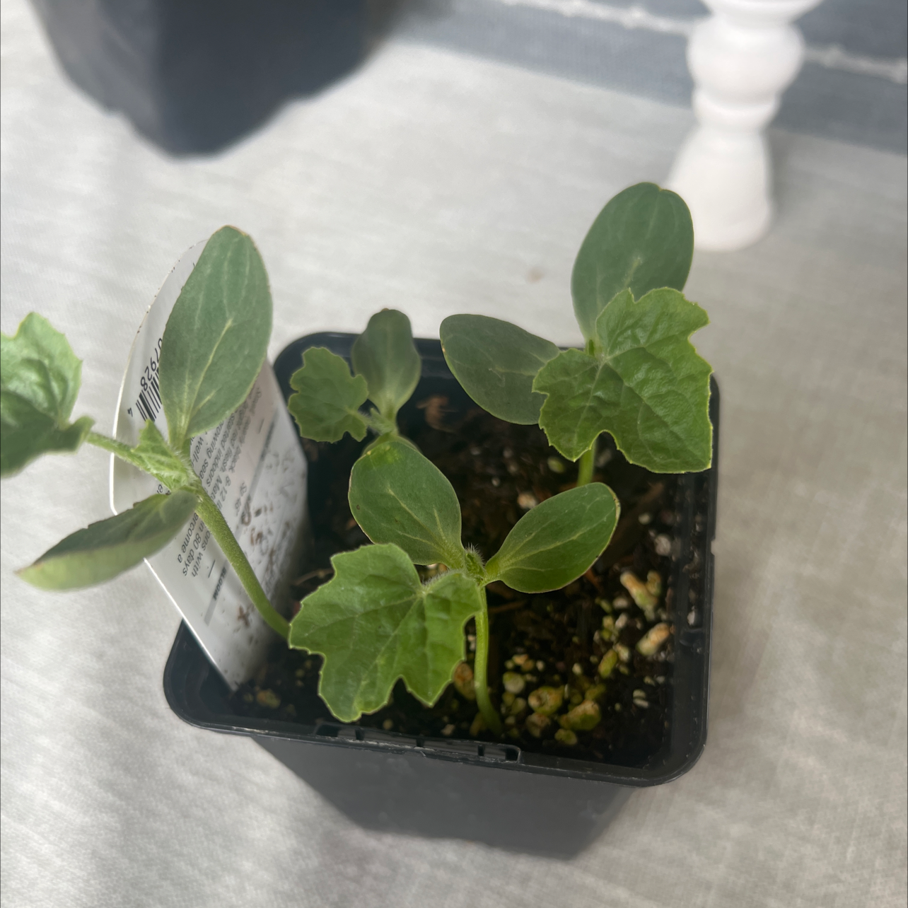 Young watermelon plant in a small black pot with green leaves.