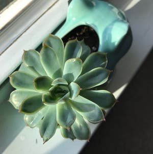 Pearl Echeveria plant photo by Succyplantowner named Bulbasaur on Greg, the plant care app.