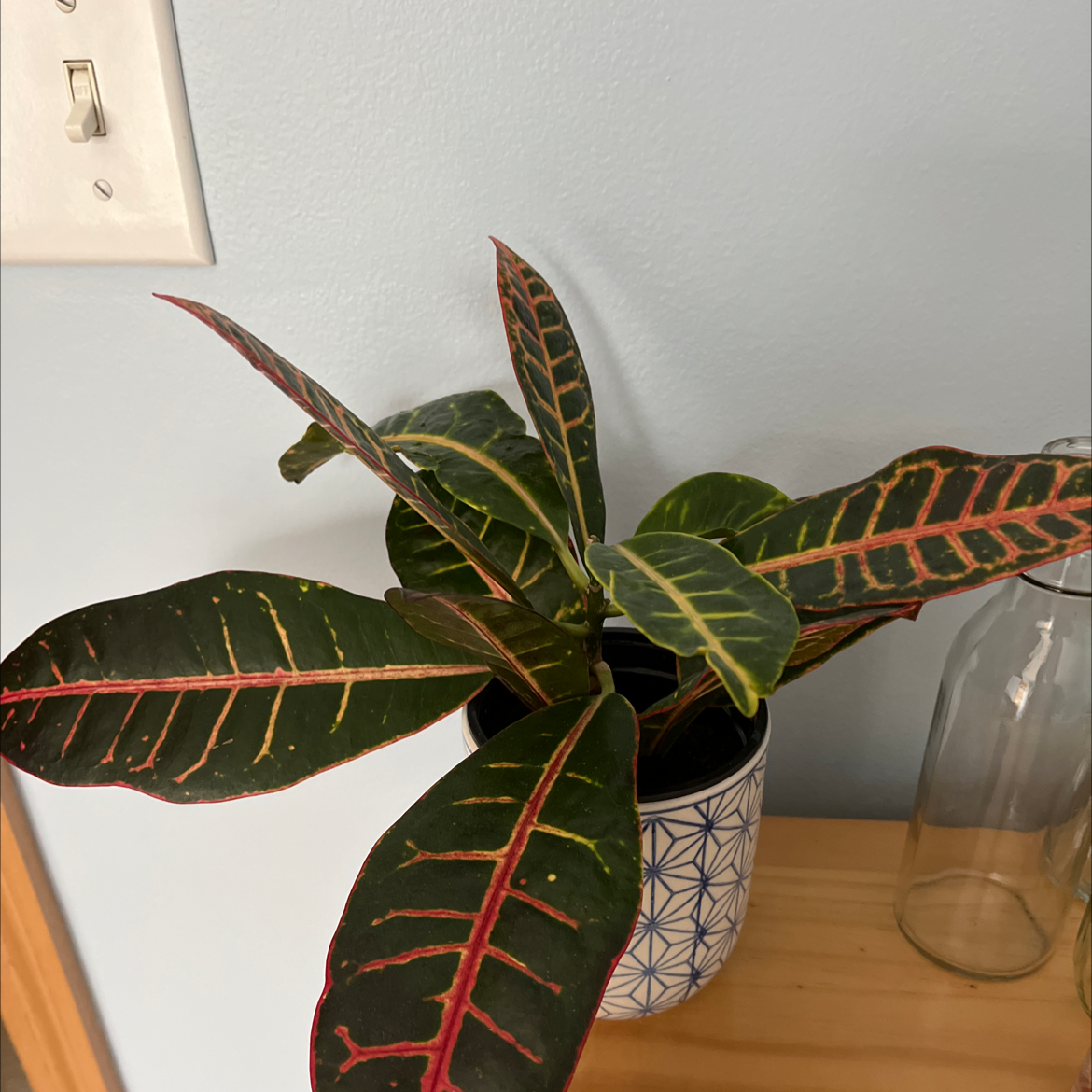 Croton 'Petra' plant photo by @silhouetta named Crouton on Greg, the plant care app.