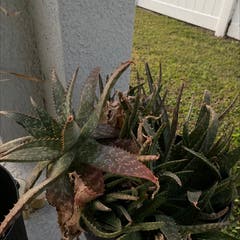 Backyard Aloe Plant