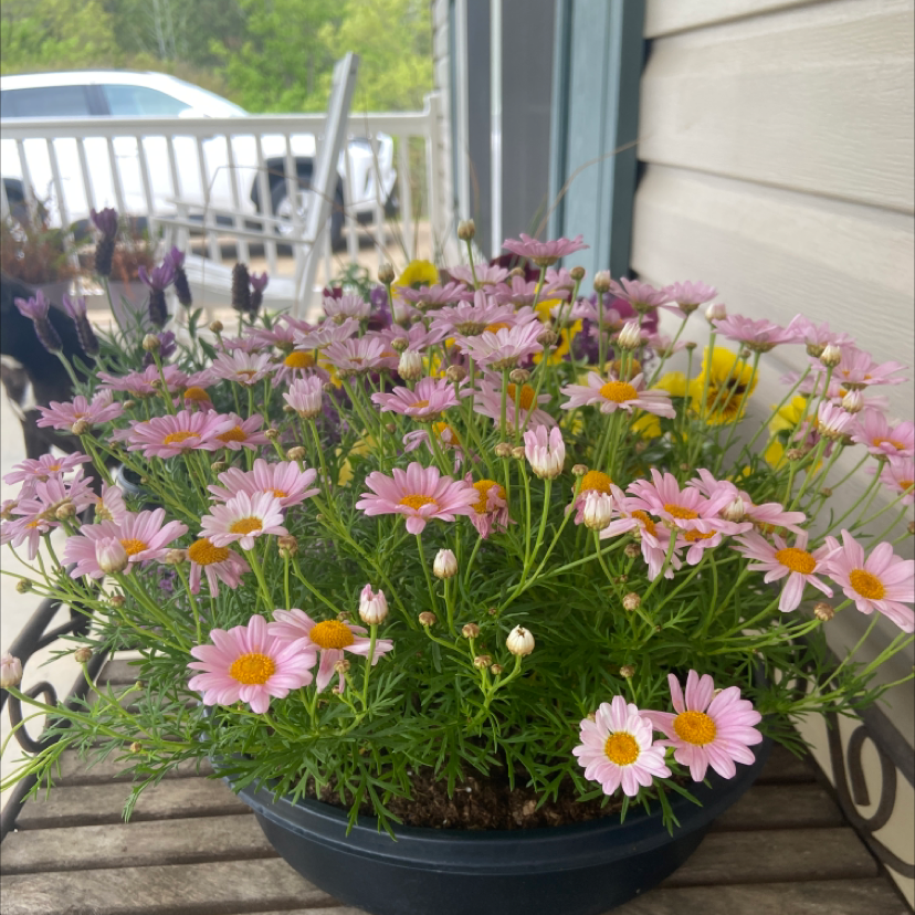 A healthy Marguerite Daisy plant in full bloom with numerous pink flowers.
