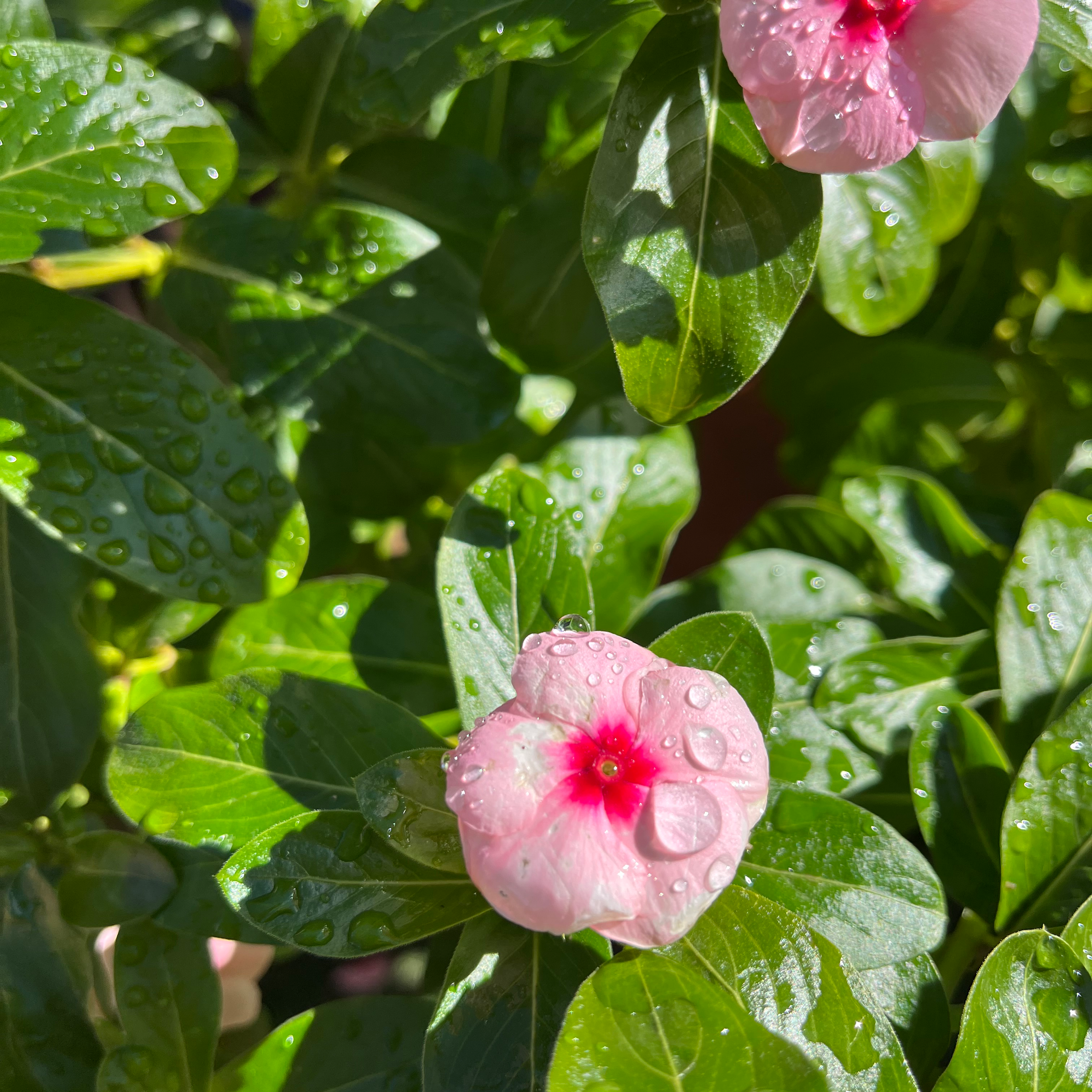 Bright Eyes plant photo by @Flowerpower0303 named Your plant on Greg, the plant care app.