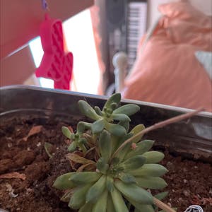 Echeveria Elegans plant photo by @Flowerpower0303 named Charls on Greg, the plant care app.