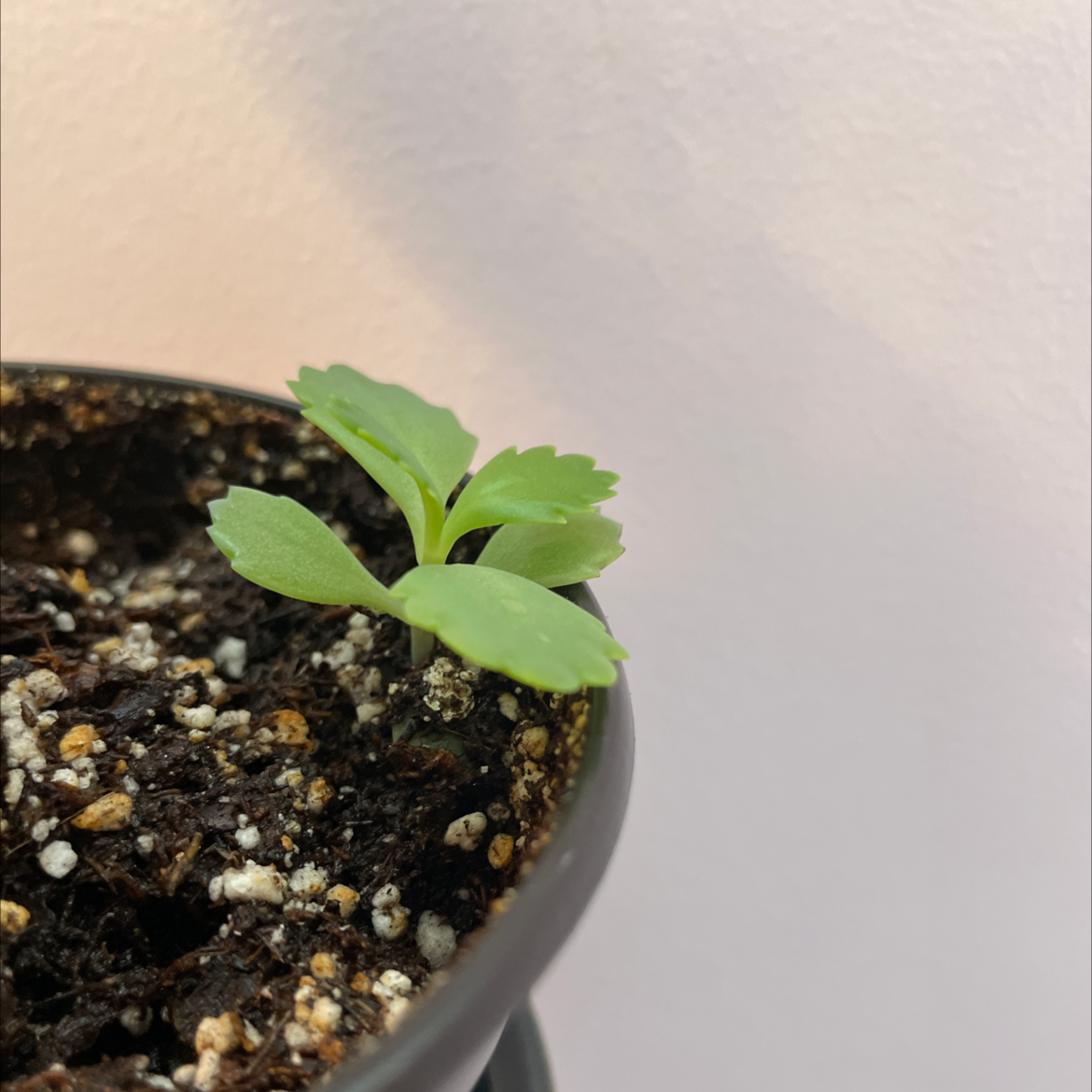 Closeup of a small, healthy Kalanchoe pinnata succulent seedling in a pot, with scalloped green leaves and visible soil mix.