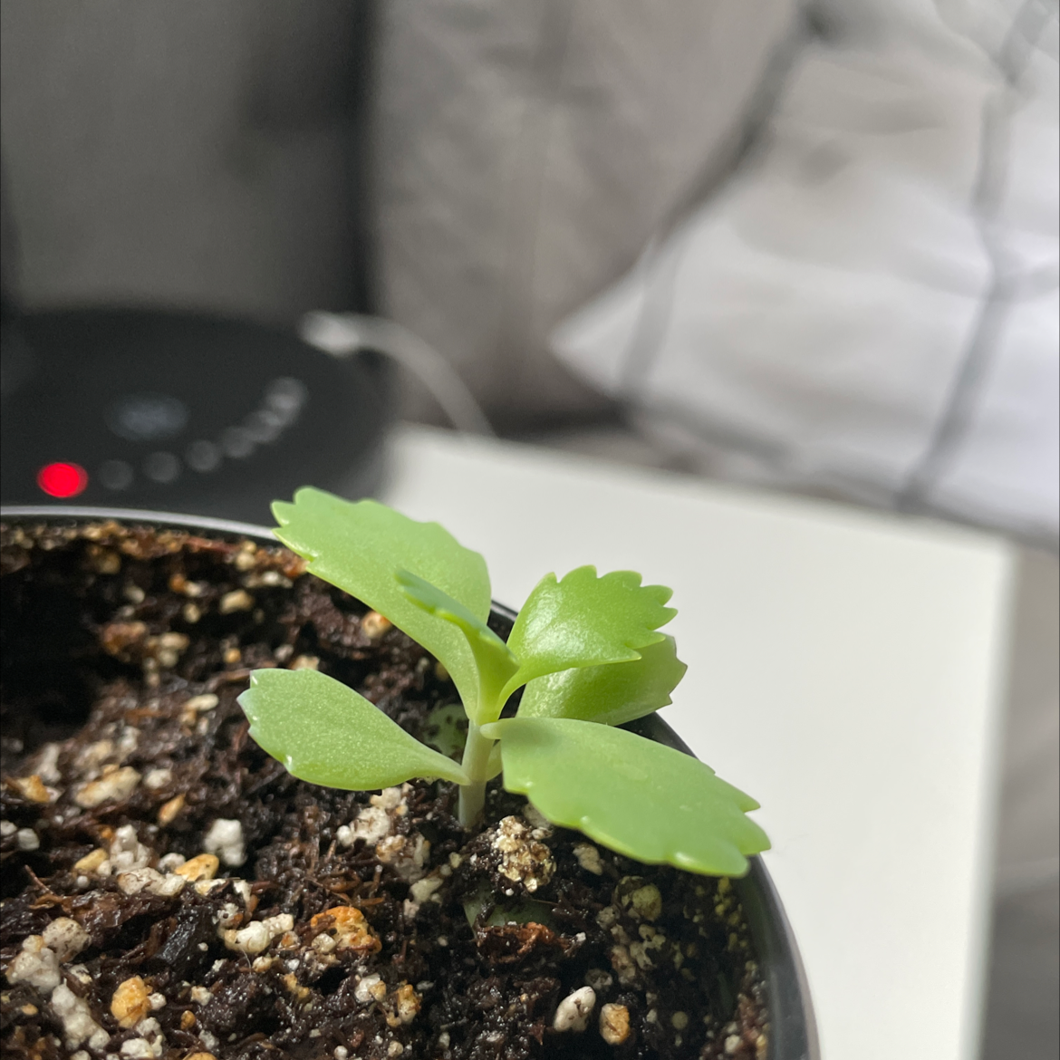 A small healthy green Cathedral Bells seedling growing in a black plastic pot filled with soil, on a white background.