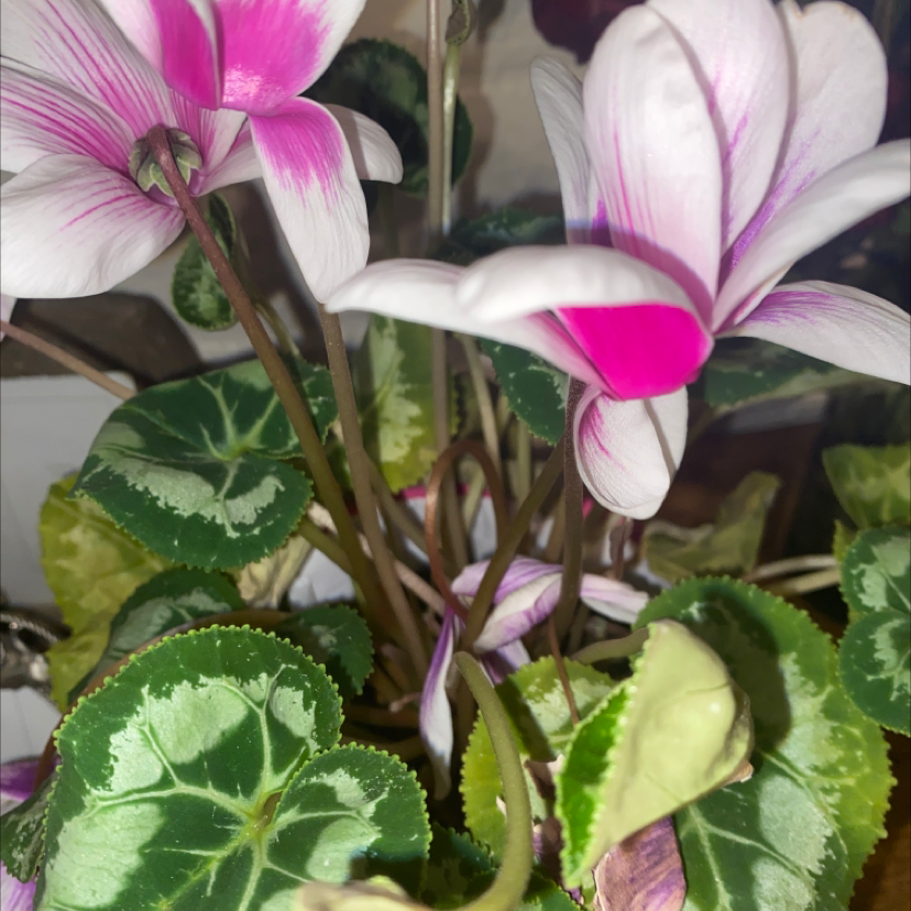 Healthy Persian Cyclamen plant with large pink and white striped flowers and vibrant patterned green foliage, nicely framed.