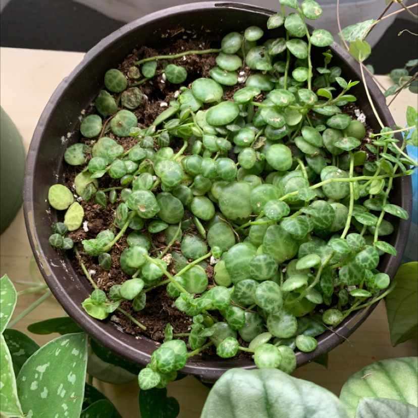 String of Turtles plant in a pot with visible soil and vibrant green leaves.