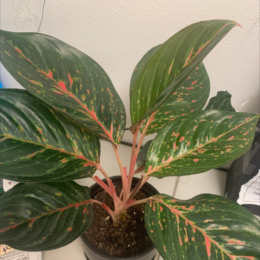 Photo of the plant species Chinese Evergreen by @FitMahoe named George on Greg, the plant care app