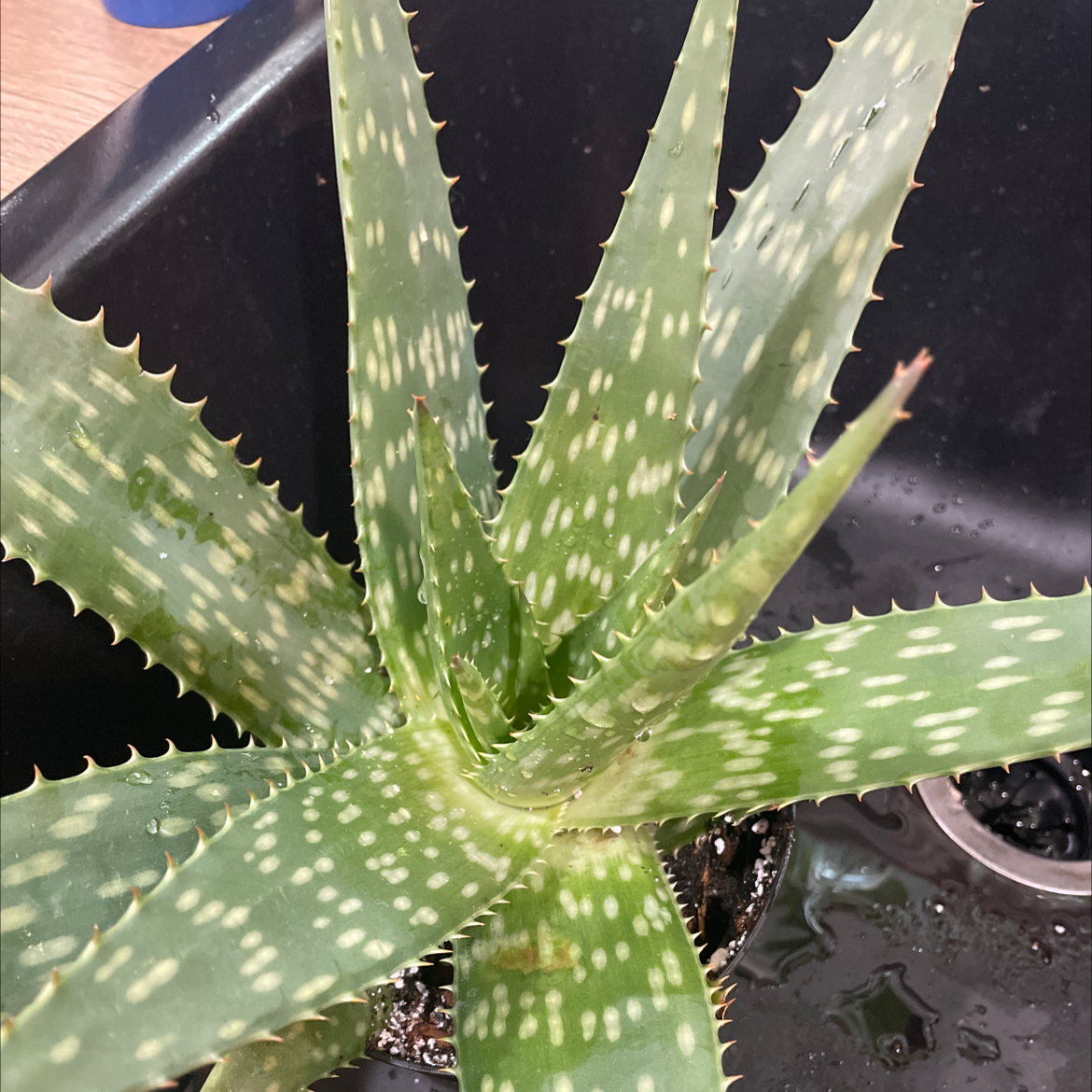 Photo of the plant species Broad-Leaved Aloe by @ReverentTomato named Dolores on Greg, the plant care app
