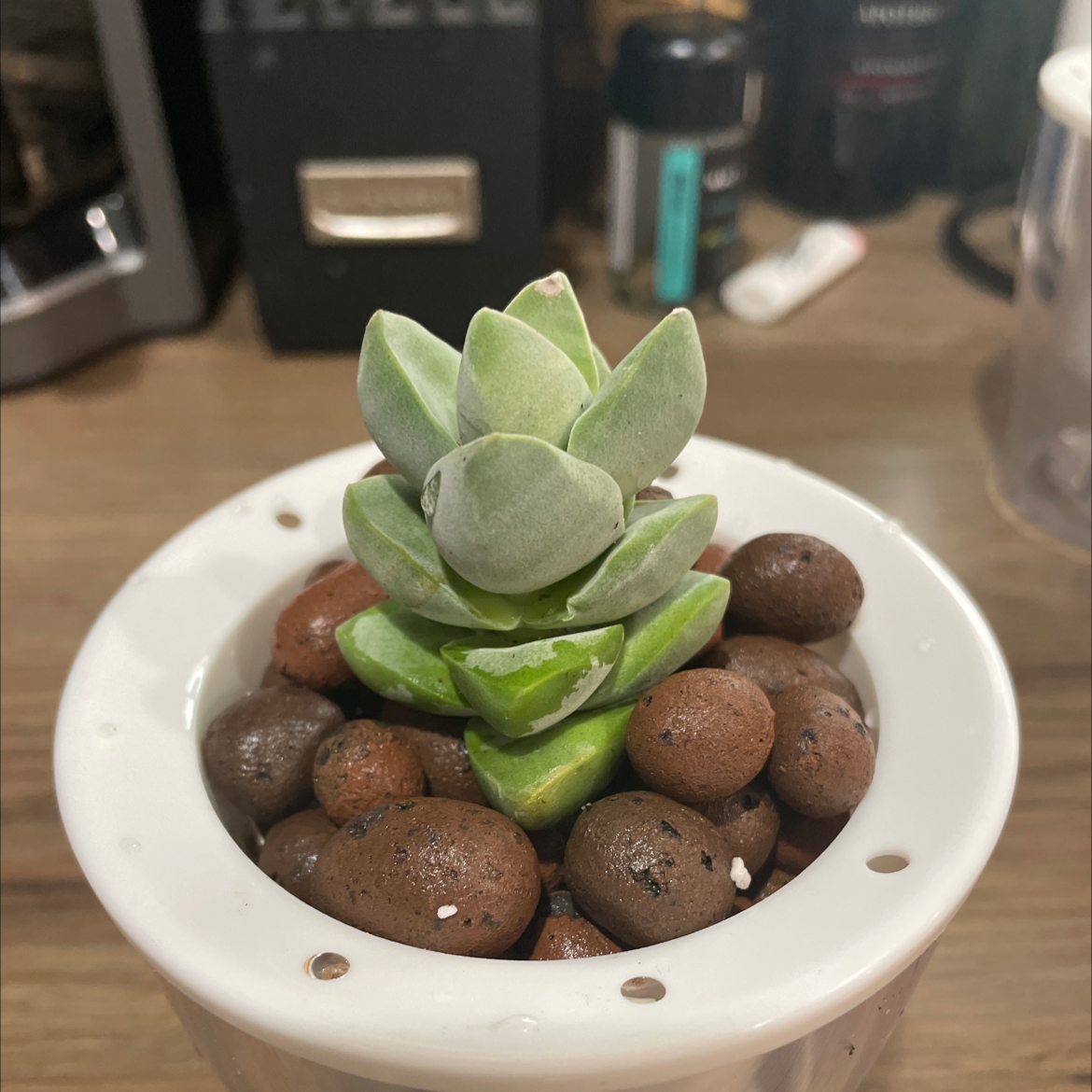Crassula 'Moonglow' plant in a white pot with clay pebbles.
