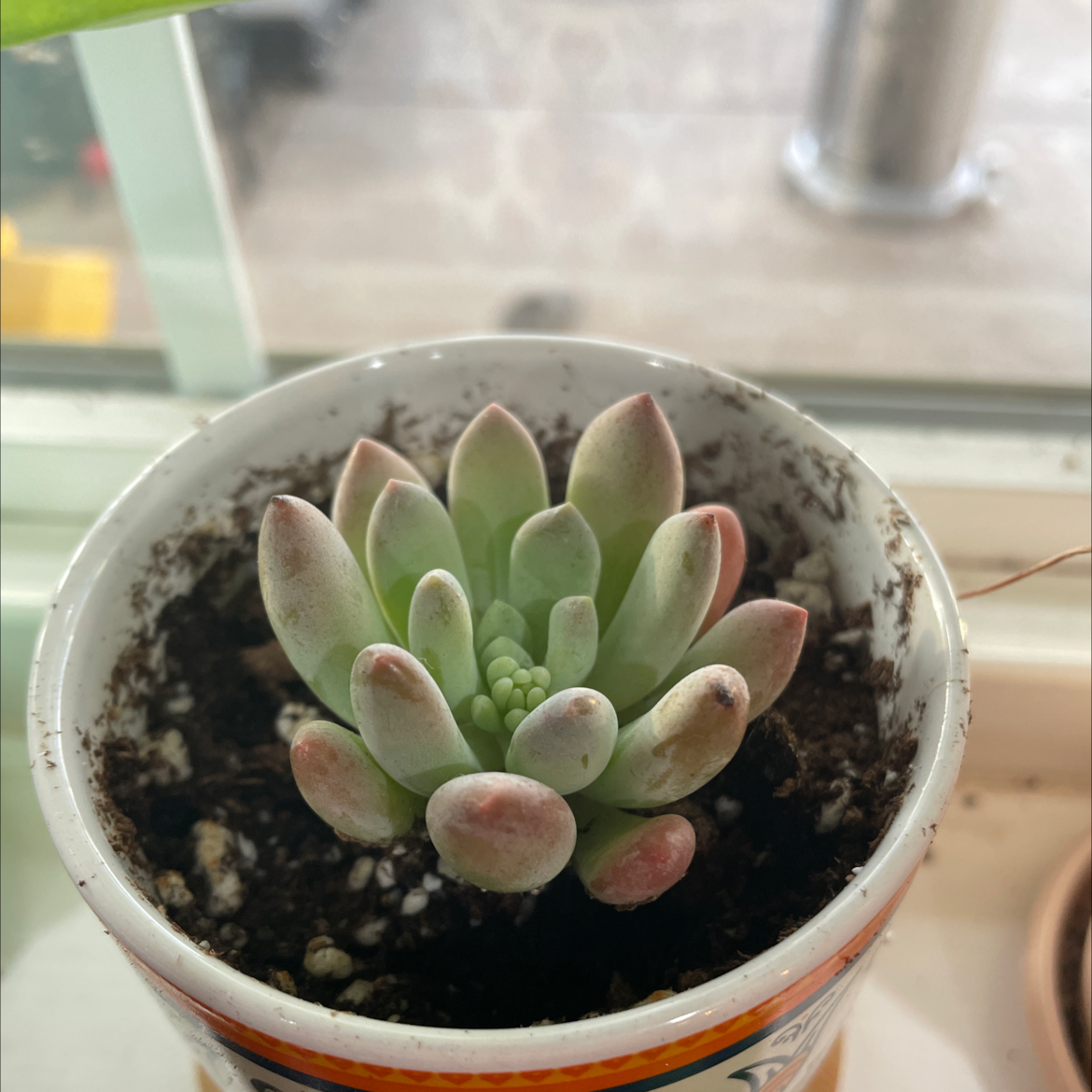 Succulent plant Belle Blue in a small pot with visible soil, well-framed and in focus.